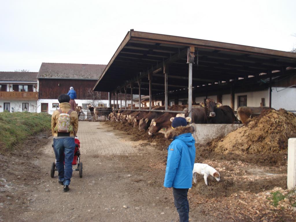 Foto: Regina Franziska Rau - Gut Aiderbichl in Stallach bei Iffeldorf - bei den Osterseen - hier der grosse Wohnbereich der ehemaligen Nutztiere, des Bauern "Süss", bei dem auch die Kühe einfach nur glücklich sein dürfen, ohne etwas zu leisten